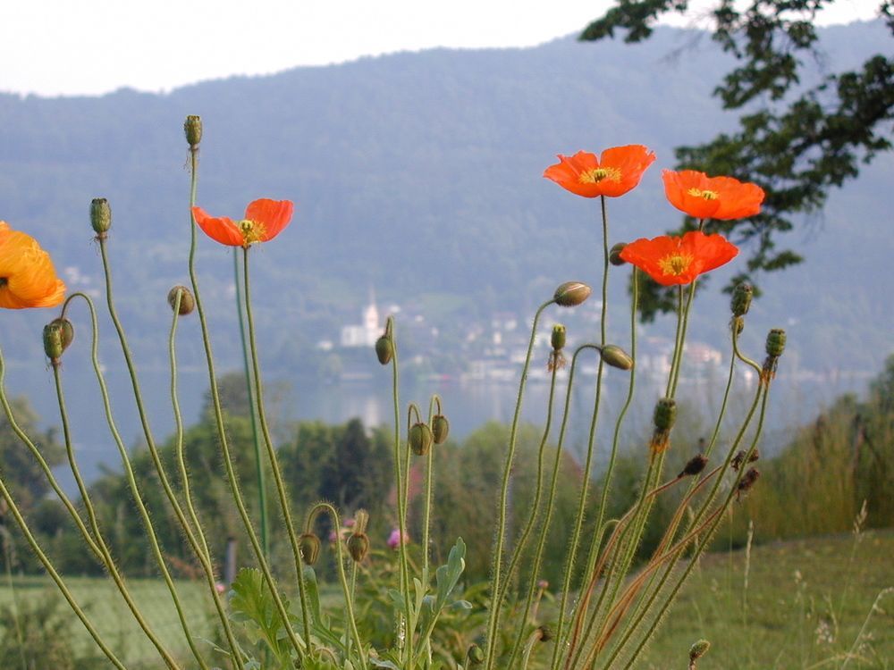 Landhaus Strussnighof Pörtschach am Wörthersee 외부 사진